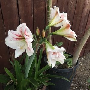 Meet your Posher, Aleida